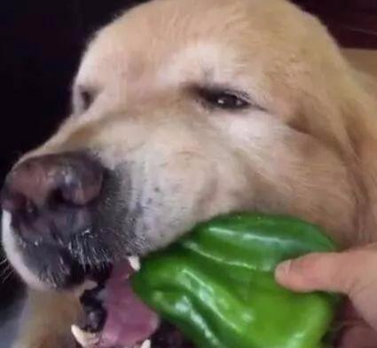 养狗的须知 这5种蔬菜,狗狗是不能吃的,会危及狗狗的生命