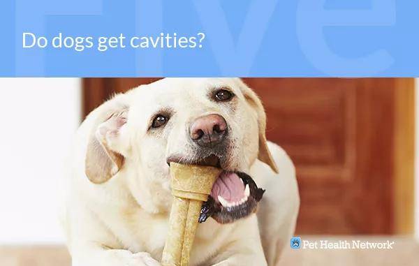 牙博士常见的狗狗10大牙齿问题