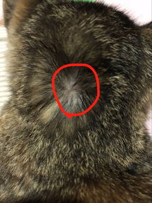 猫的身上有跳蚤,图片是被跳蚤咬了还是得了猫癣 跳蚤应该怎么去治疗 