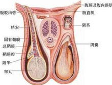 睾丸发育不全的病因 治疗 症状检查 诊断 预防 医院 求医网 