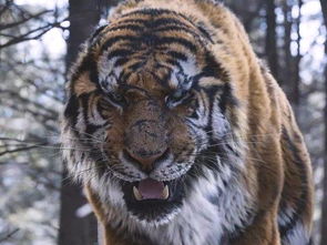 老虎的装备：保护与捕猎的完美结合-第3张图片-龍祥興游戏百科