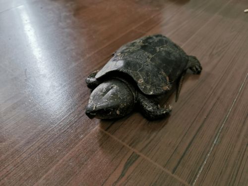 鹰嘴龟保护级别为什么下降？