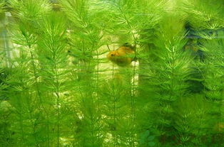 金鱼藻的功效与作用 金鱼藻的药用价值 