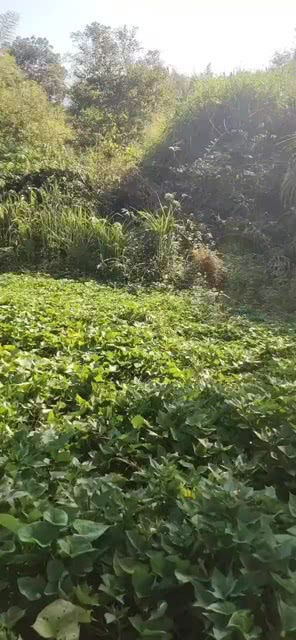 山里人割草来喂猪 