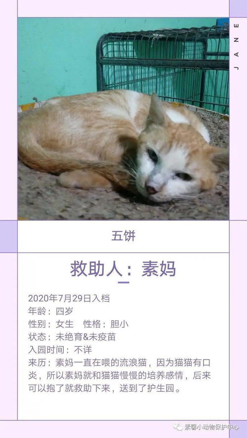 流浪猫狗助养计划 素馨小动保护生园基地动物小档案 612 628