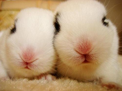 侏儒兔养不大的兔子多少钱 