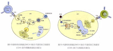 免疫治疗如此火,你了解免疫系统么 