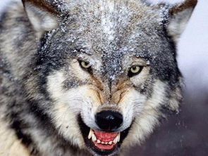 世界上狼 所有的种类 及名称 速求 急需 