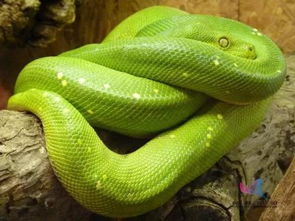 遛蛇是一种什么操作 用科学帮你算算蛇的心理阴影面积 