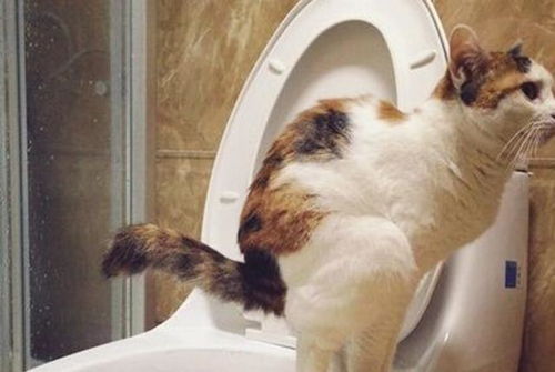 如何快速的训练猫主子上厕所