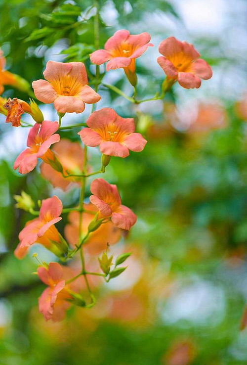 路边的花怎么拍照好看(路边的花怎么拍照好看呢)