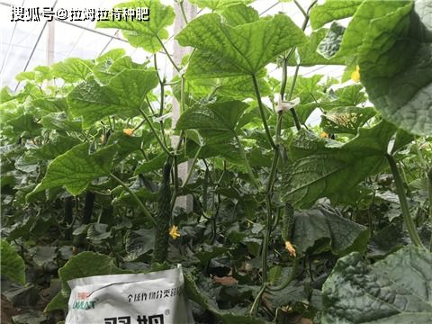 种植黄瓜的全过程 黄瓜种植流程图