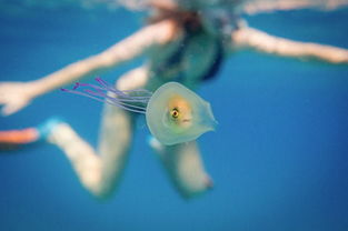 澳摄影师拍下罕见画面 小鱼躲水母腹中 搭便车