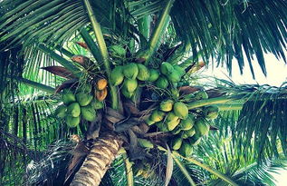 棕榈果与椰子有什么区别？