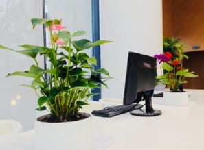 书亚园林分享办公室桌面适宜摆放哪些绿植