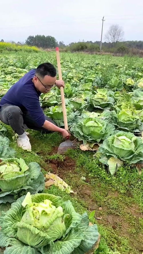 盆栽番石榴种植技术与管理,石榴种