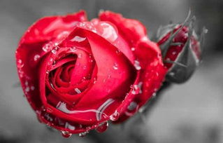 红玫瑰代表什么象征意义花语表示的含义,一朵红玫瑰的花语是什么