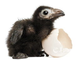 为新生命欢呼 超可爱的小鸟与鸟蛋 