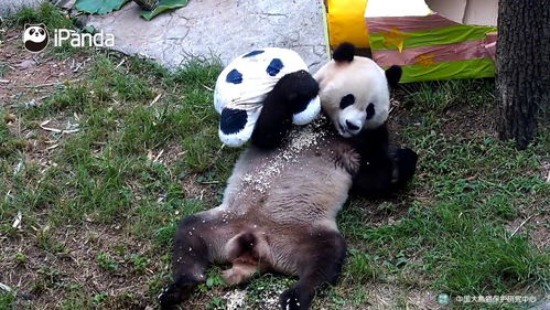 请问,大熊猫的玩具一般寿命是多久 