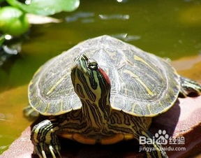 巴西红耳龟怎么分公母 