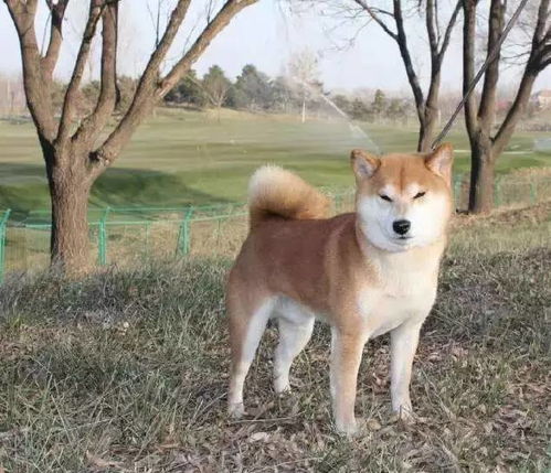 刚出生蝴蝶犬幼犬图片 搜狗图片搜索