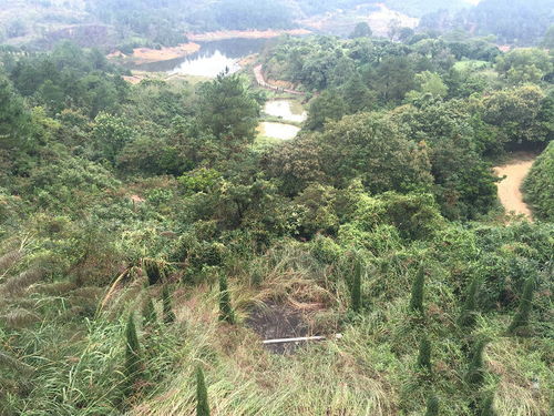 墓地风水如何辨别真伪 王君植风水大师广东现场入坟断