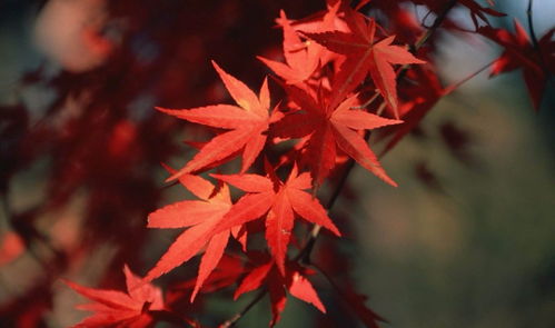 鸡爪槭和红枫区别,鸡爪槭与红枫：秋天的色彩之争