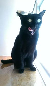 谁能告诉我,黑猫到底是哪种次元的生物 网友只说了两字 怕了