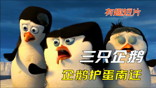 你经过保护企鹅蛋的方式是把蛋吞下吗 萌趣动画 三只企鹅
