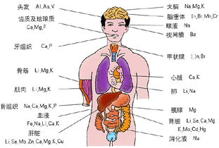 谁能给我一张身体各个器官图 要有字写出来 一定好评 是心肝肾的 