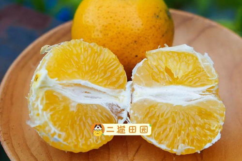 韶关 丹霞 皇帝柑,很甜的柑橘,广东省内包邮