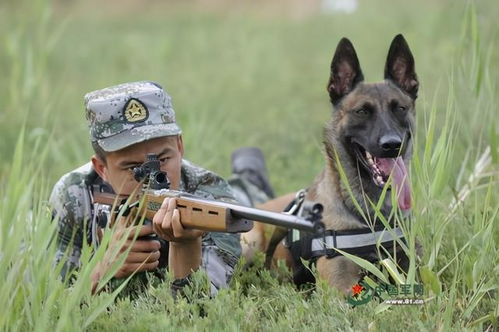 我国的军犬将使用最强高科技装备,成世界最强军队的最强的军犬