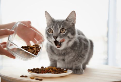 关于猫干粮的危害 疾病 