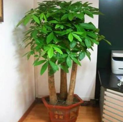 家里的发财树怎么养好？掌握技巧，让你的绿植茁壮成长！