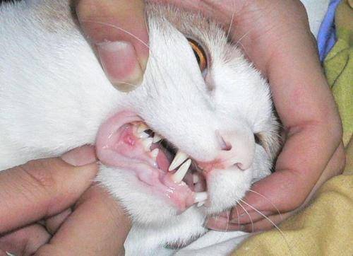 猫咪口炎是什么原因引起的 要怎么治疗