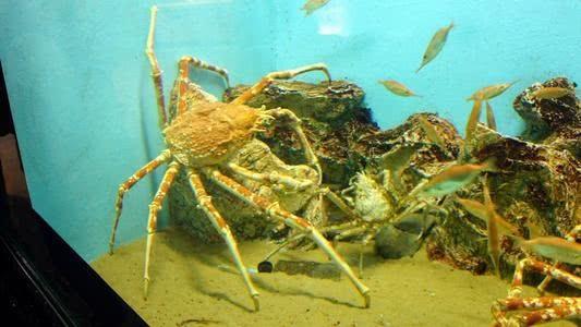 长达4.2米的螃蟹你知道嘛