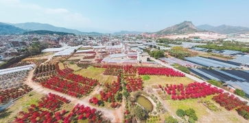 福建漳州龙海九湖镇