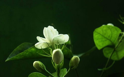 茉莉花种子 - 种植及养护指南