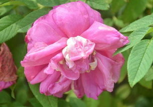 刺玫花是不是玫瑰花,刺玫长多大能开花？