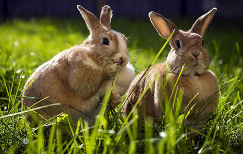 兔子吃草能去肚子里毛吗