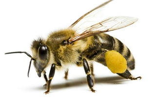 有趣的话题 花蜜是如何通过蜜蜂酿造变成蜂蜜的