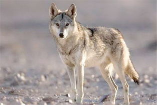 世界上最小的狼,世界上最小的狼种