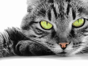 猫咪得了结膜炎怎么办,结膜炎怎么治愈 