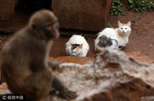 昆明动物园猴山遭鼠灾 请来 猫保安 