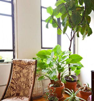 适合水养的绿植,水养绿植：打造绿色生态家居，让你的家充满生机