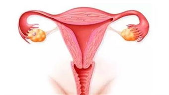 输卵管通畅检查的方法有几种