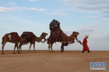 近距离接触土库曼斯坦骆驼