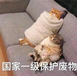 喵当益壮 中国小猫一夜连啪5猫登上外媒,意外走红