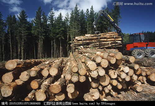 2020年木材会涨价吗 2020木材行业发展现状及前景趋势分析