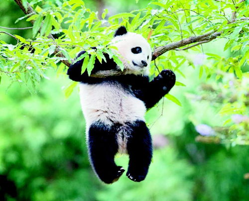 大熊猫触电网受惊吓躲树上 